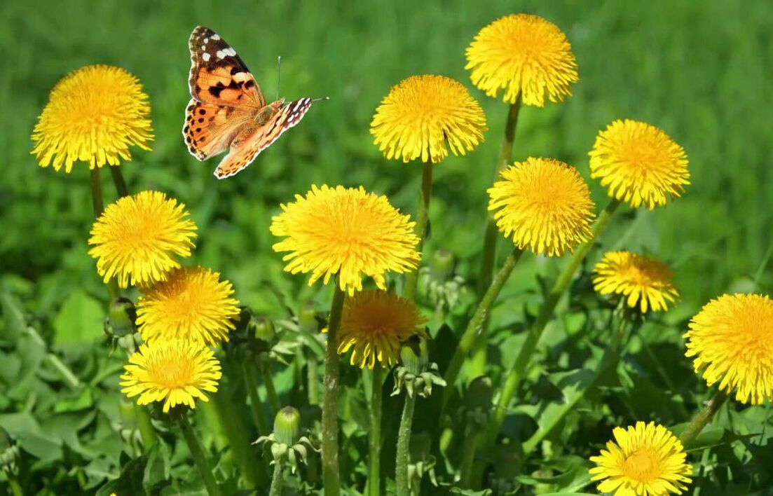 collection of dandelions for the treatment of papillomas and warts