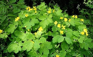 the use of celandine for warts